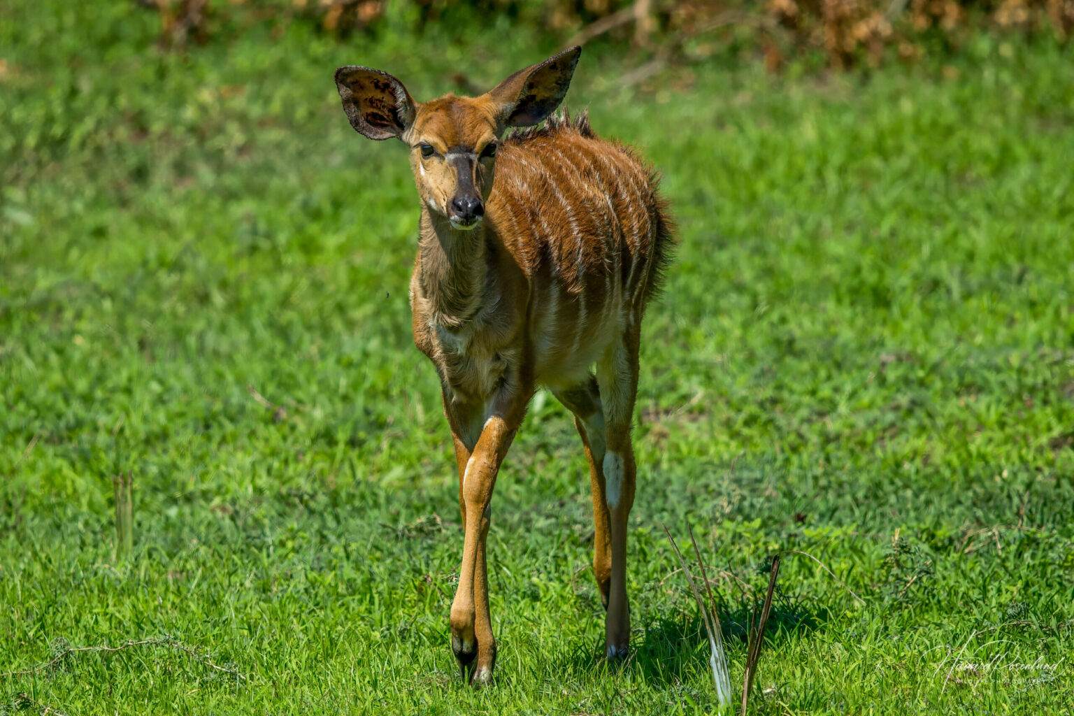 Nyala (Tragelaphus angasii) - Female @ Tembe Elephant Park, South Africa. Photo: Håvard Rosenlund