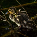 Mallard (Anas platyrhynchos) @ Nittedal, Norway. Photo: Håvard Rosenlund