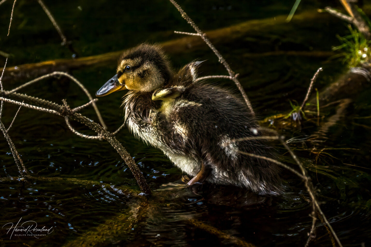 Mallard (Anas platyrhynchos) @ Nittedal, Norway. Photo: Håvard Rosenlund
