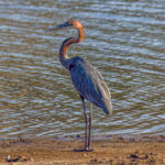 Goliath Heron (Ardea goliath) @ Ndumo Game Reserve, South Africa. Photo: Håvard Rosenlund
