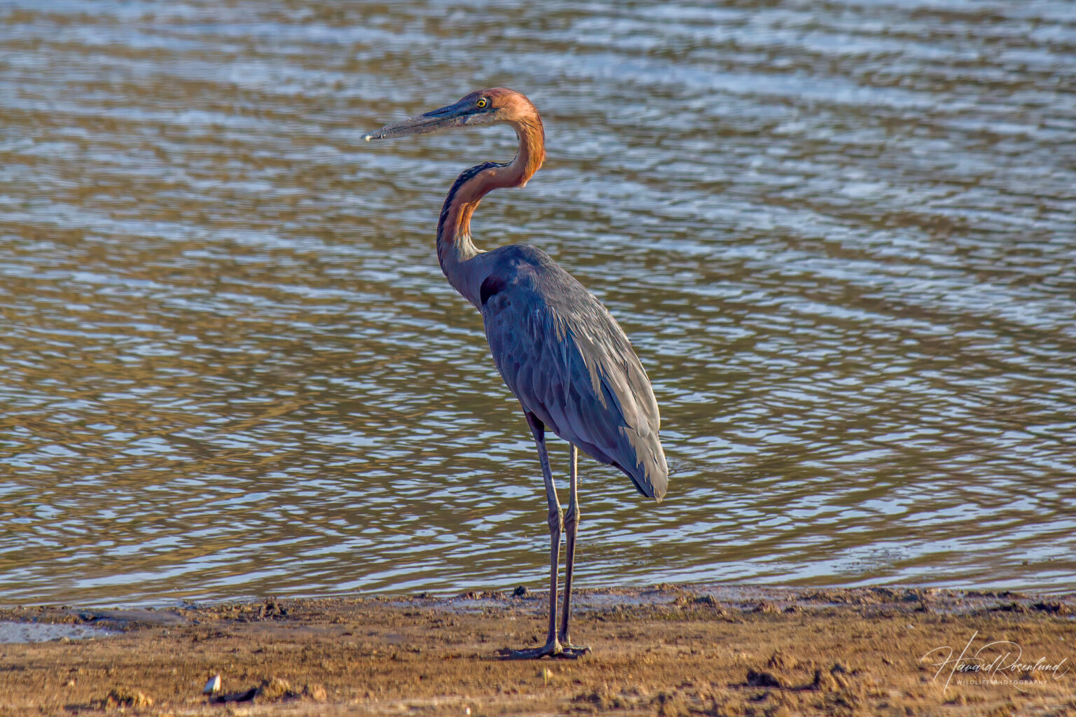 Goliath Heron (Ardea goliath) @ Ndumo Game Reserve, South Africa. Photo: Håvard Rosenlund