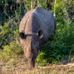Black Rhinoceros (Diceros bicornis) @ Eastern Shores - iSimangaliso Wetland Park, South Africa. Photo: Håvard Rosenlund