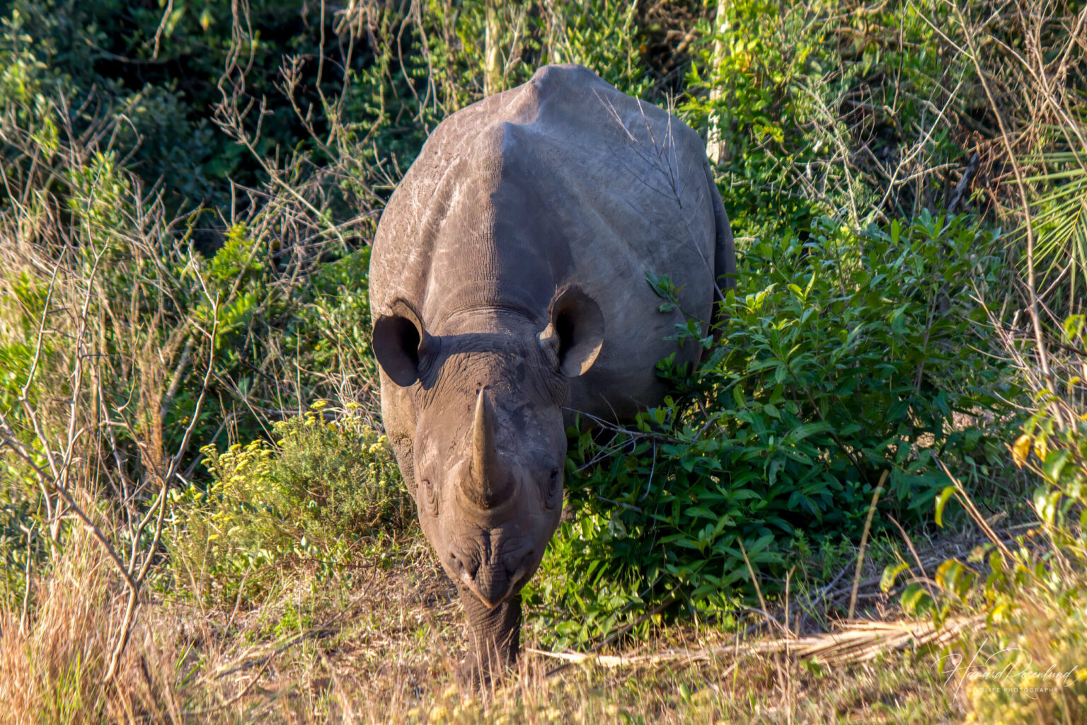 Black Rhinoceros (Diceros bicornis) @ Eastern Shores - iSimangaliso Wetland Park, South Africa. Photo: Håvard Rosenlund
