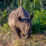 Black Rhinoceros (Diceros bicornis) @ Eastern Shores - iSimangaliso Wetland Park, South Africa. Photo: Håvard Rosenlund