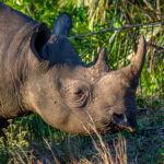 Black Rhinoceros (Diceros bicornis) @ Eastern Shores - iSimangaliso Wetland Park, South Africa. Photo: Håvard Rosenlund