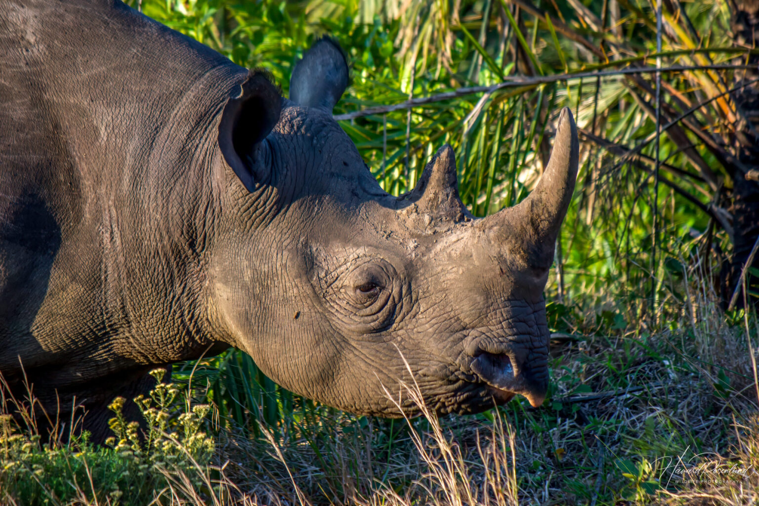 Black Rhinoceros (Diceros bicornis) @ Eastern Shores - iSimangaliso Wetland Park, South Africa. Photo: Håvard Rosenlund
