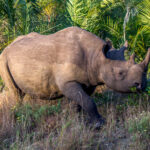 Black Rhinoceros (Diceros bicornis) @ Eastern Shores - iSimangaliso Wetland Park, South Africa. Photo: Håvard Rosenlund