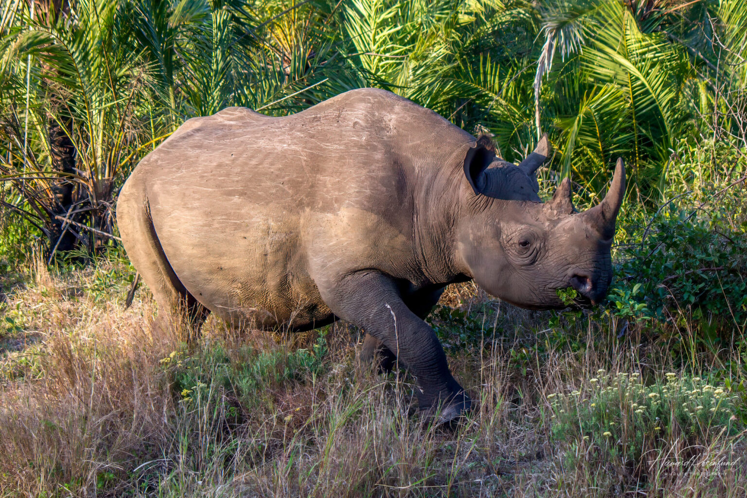 Black Rhinoceros (Diceros bicornis) @ Eastern Shores - iSimangaliso Wetland Park, South Africa. Photo: Håvard Rosenlund