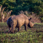 Black Rhinoceros (Diceros bicornis) @ Eastern Shores - iSimangaliso Wetland Park, South Africa. Photo: Håvard Rosenlund