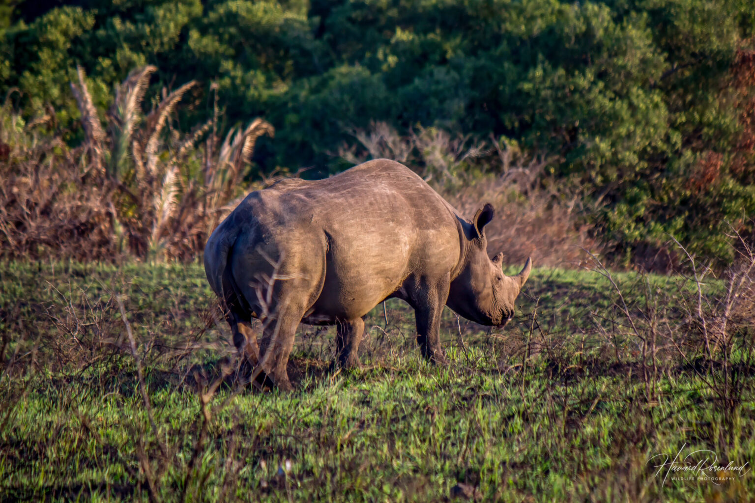 Black Rhinoceros (Diceros bicornis) @ Eastern Shores - iSimangaliso Wetland Park, South Africa. Photo: Håvard Rosenlund