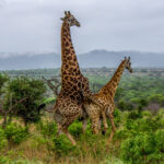 Southern Giraffe (Giraffa giraffa) @ Thanda Private Game Reserve, South Africa. Photo: Håvard Rosenlund