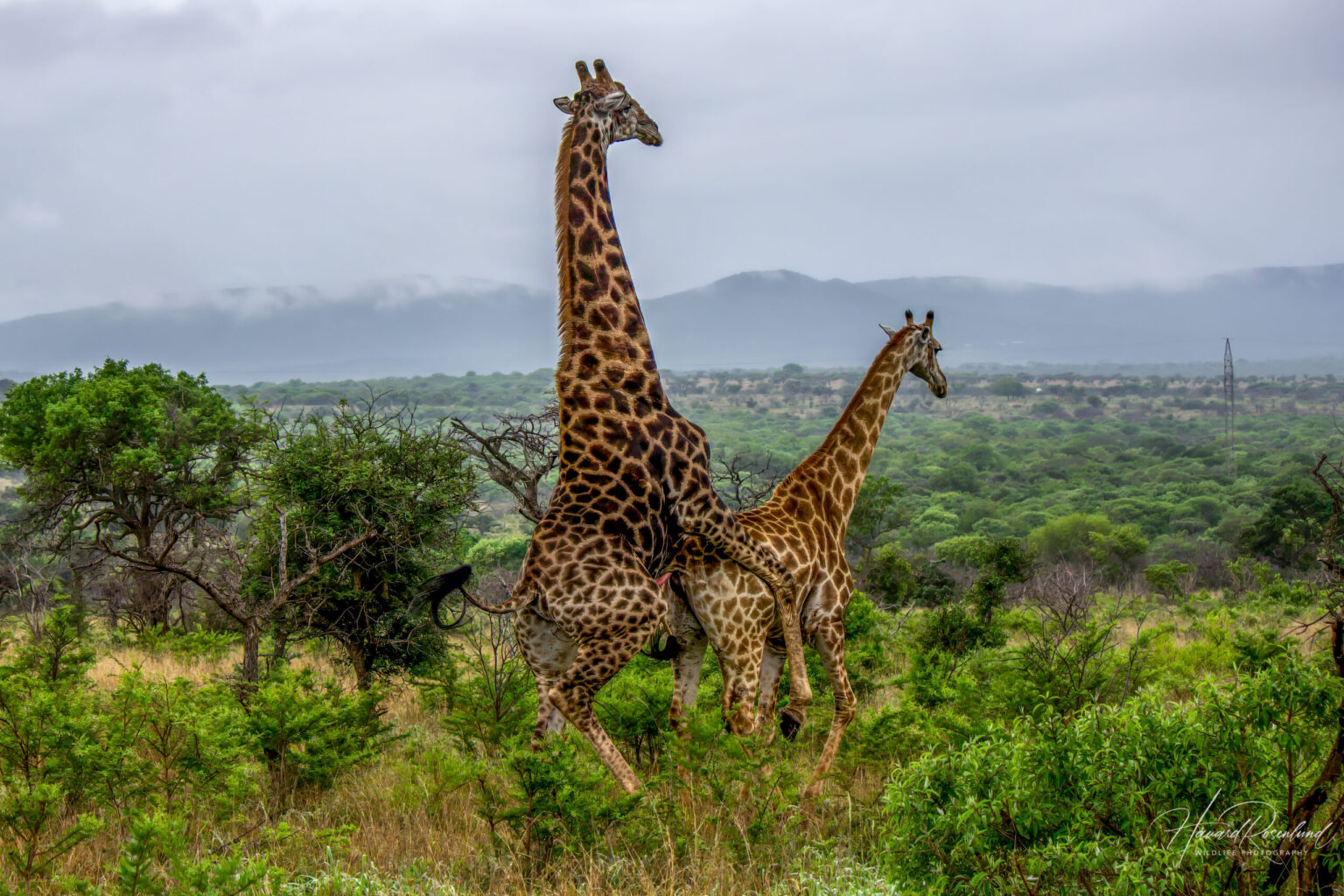 Southern Giraffe (Giraffa giraffa) @ Thanda Private Game Reserve, South Africa. Photo: Håvard Rosenlund