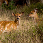 Nyala (Tragelaphus angasii) - Young @ Tembe Elephant Park, South Africa. Photo: Håvard Rosenlund