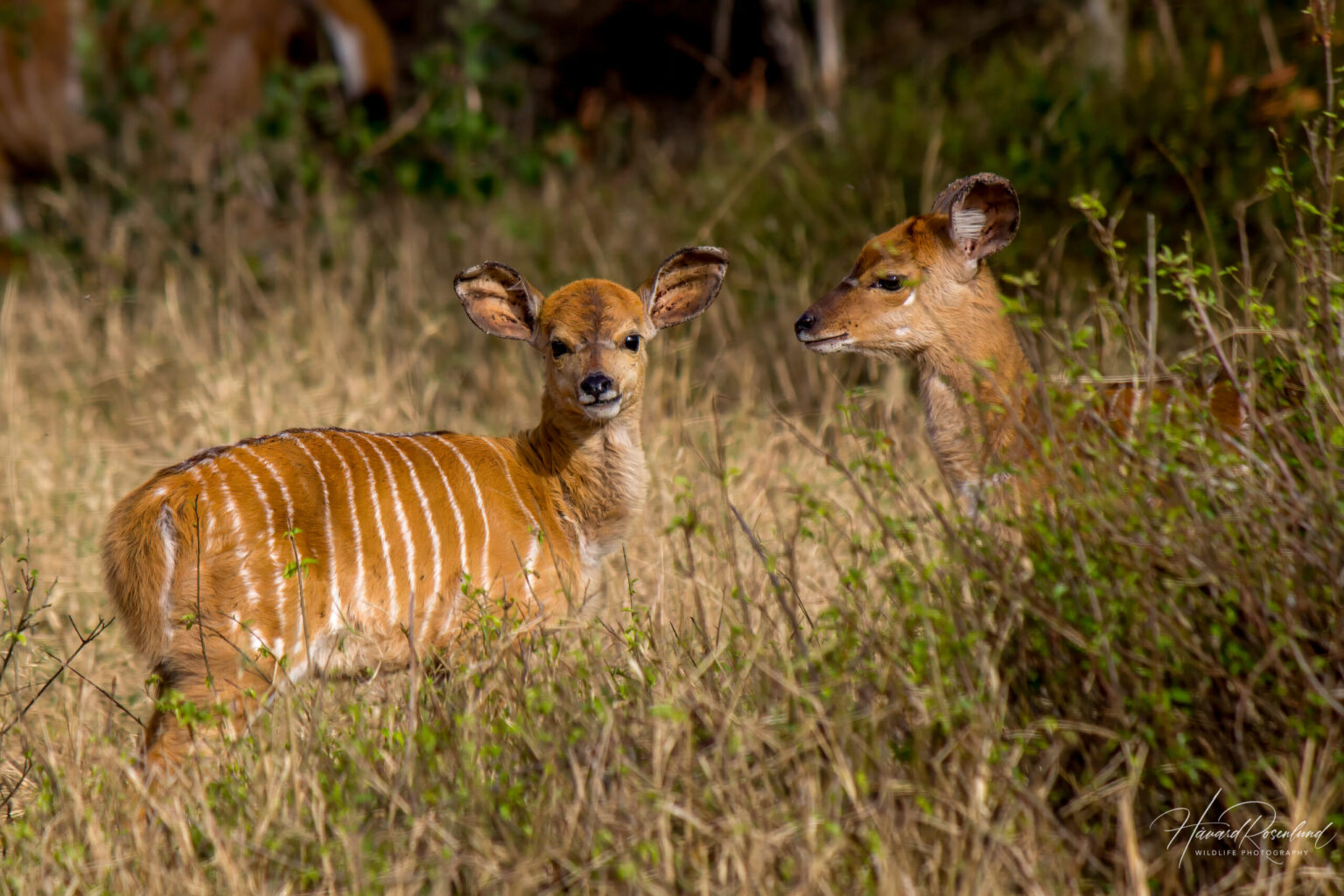 Nyala (Tragelaphus angasii) - Young @ Tembe Elephant Park, South Africa. Photo: Håvard Rosenlund