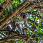 Vervet Monkey (Chlorocebus pygerythrus) @ Sodwana Bay, South Africa. Photo: Håvard Rosenlund