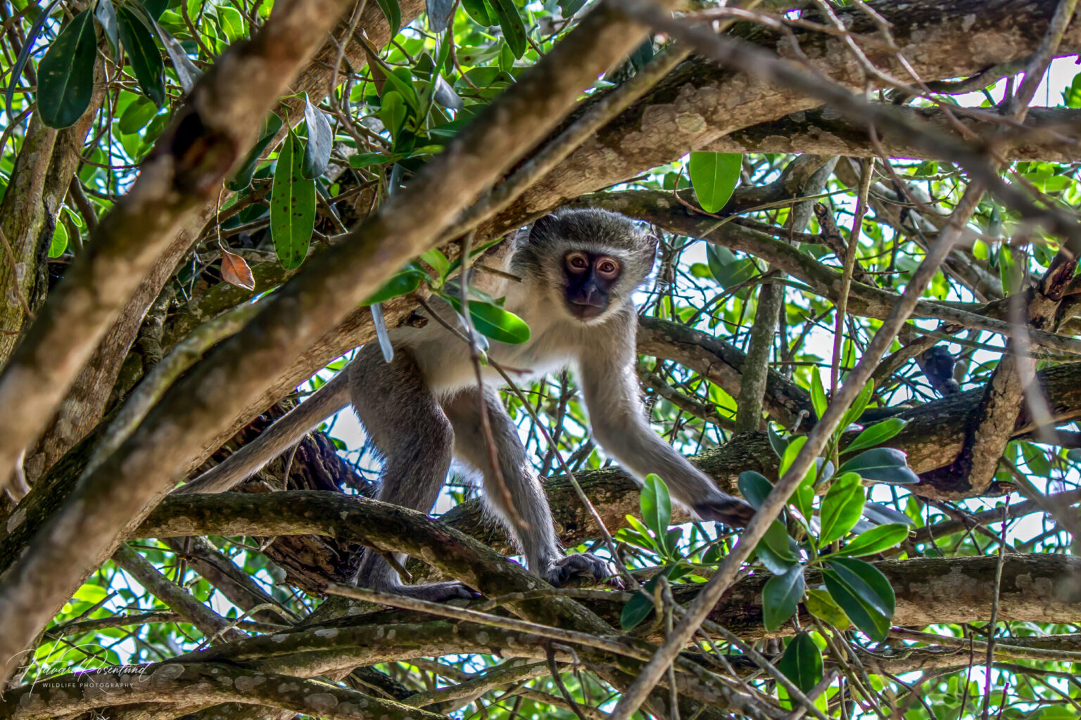 Vervet Monkey (Chlorocebus pygerythrus) @ Sodwana Bay, South Africa. Photo: Håvard Rosenlund
