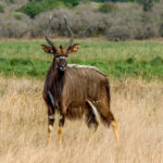 Nyala (Tragelaphus angasii) - Male @ Tembe Elephant Park, South Africa. Photo: Håvard Rosenlund