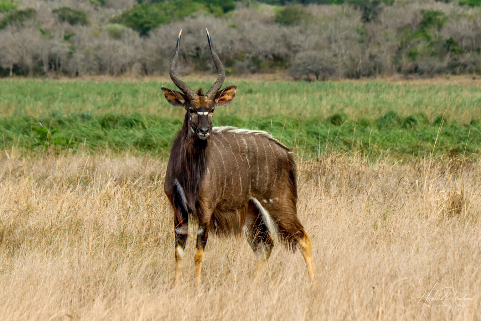 Nyala (Tragelaphus angasii) - Male @ Tembe Elephant Park, South Africa. Photo: Håvard Rosenlund