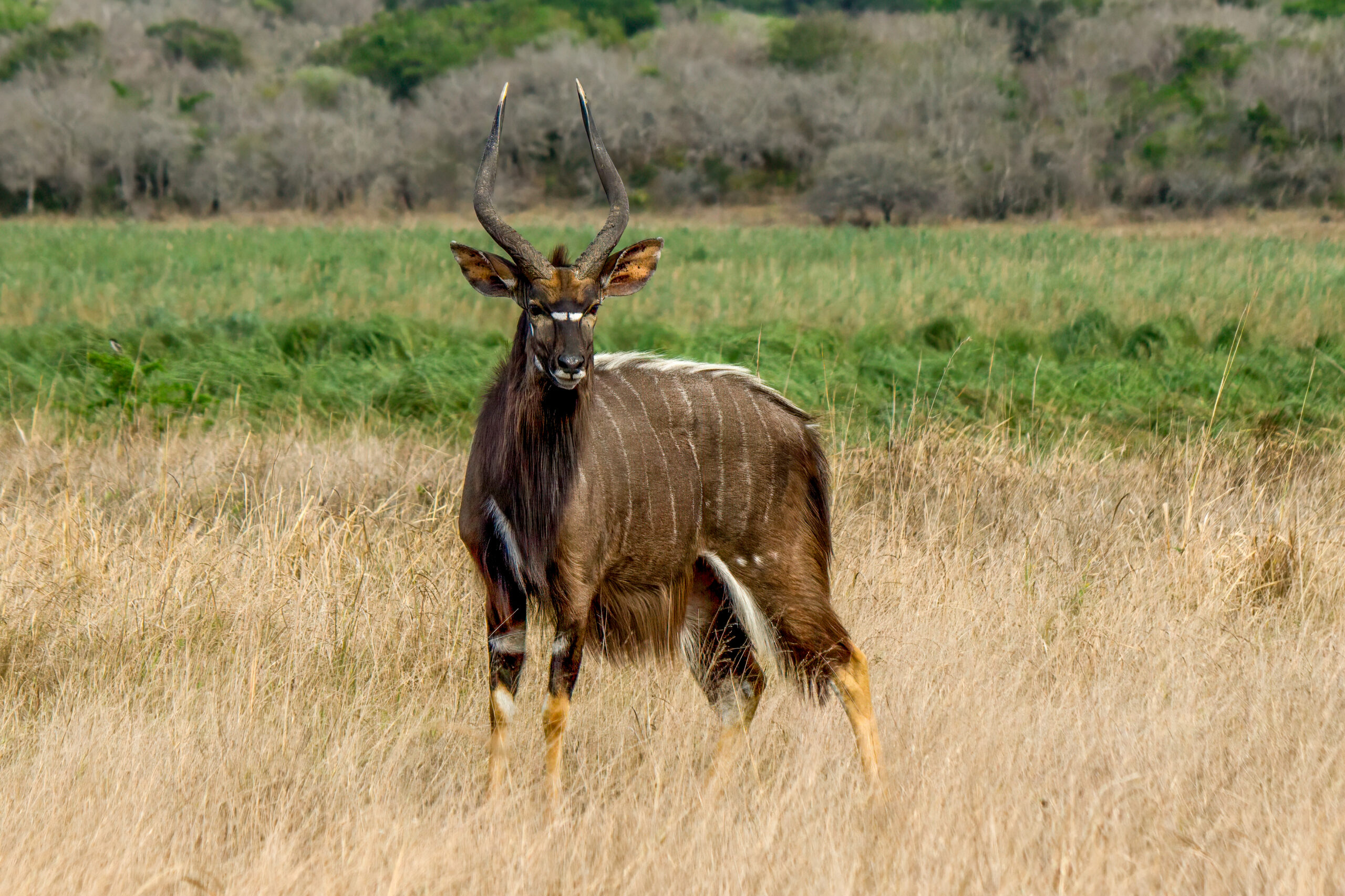 Nyala (Tragelaphus angasii) - Male @ Tembe Elephant Park, South Africa. Photo: Håvard Rosenlund