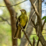 Yellow-bellied Greenbul (Chlorocichla flaviventris) @ Tembe Elephant Park, South Africa. Photo: Håvard Rosenlund