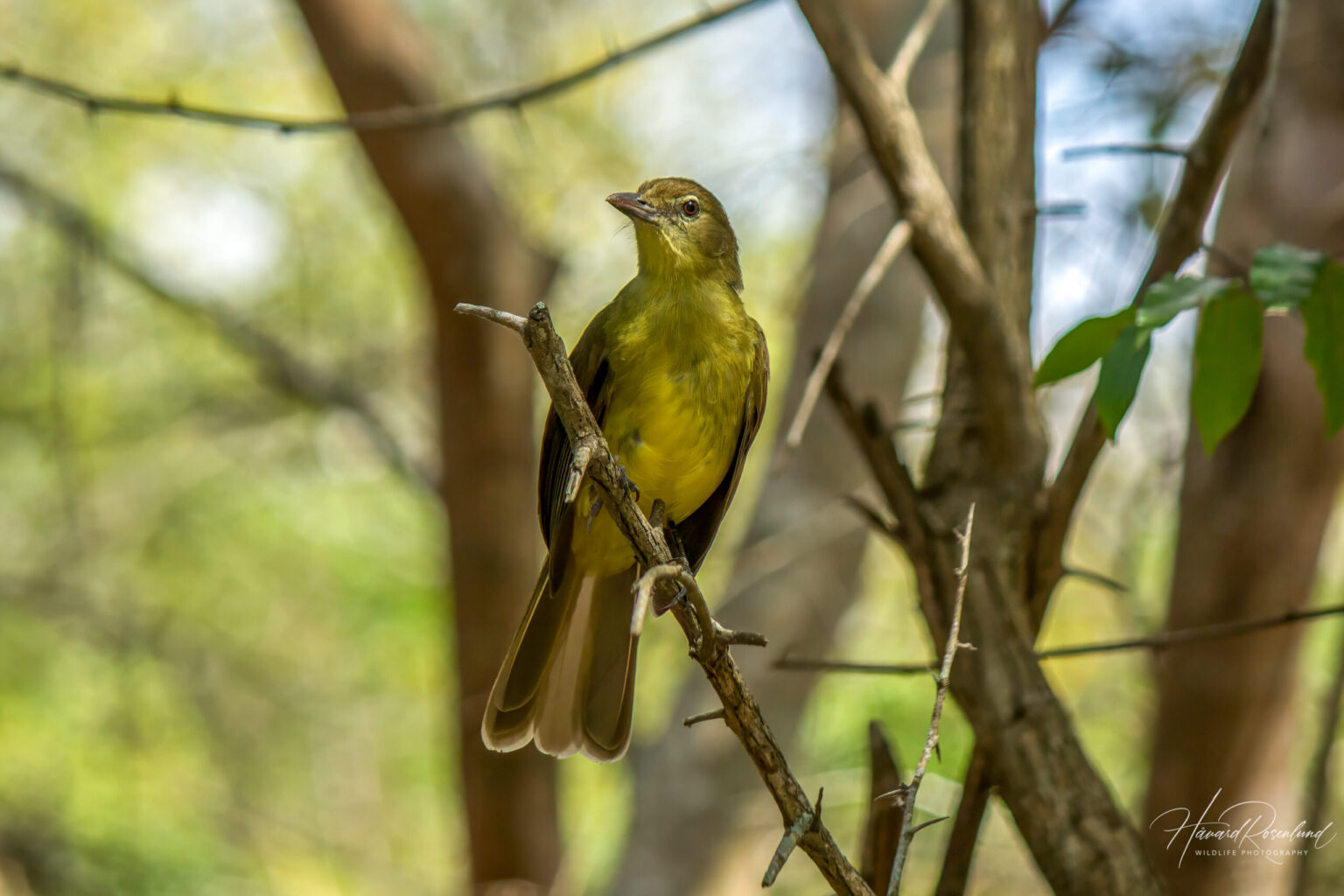 Yellow-bellied Greenbul (Chlorocichla flaviventris) @ Tembe Elephant Park, South Africa. Photo: Håvard Rosenlund
