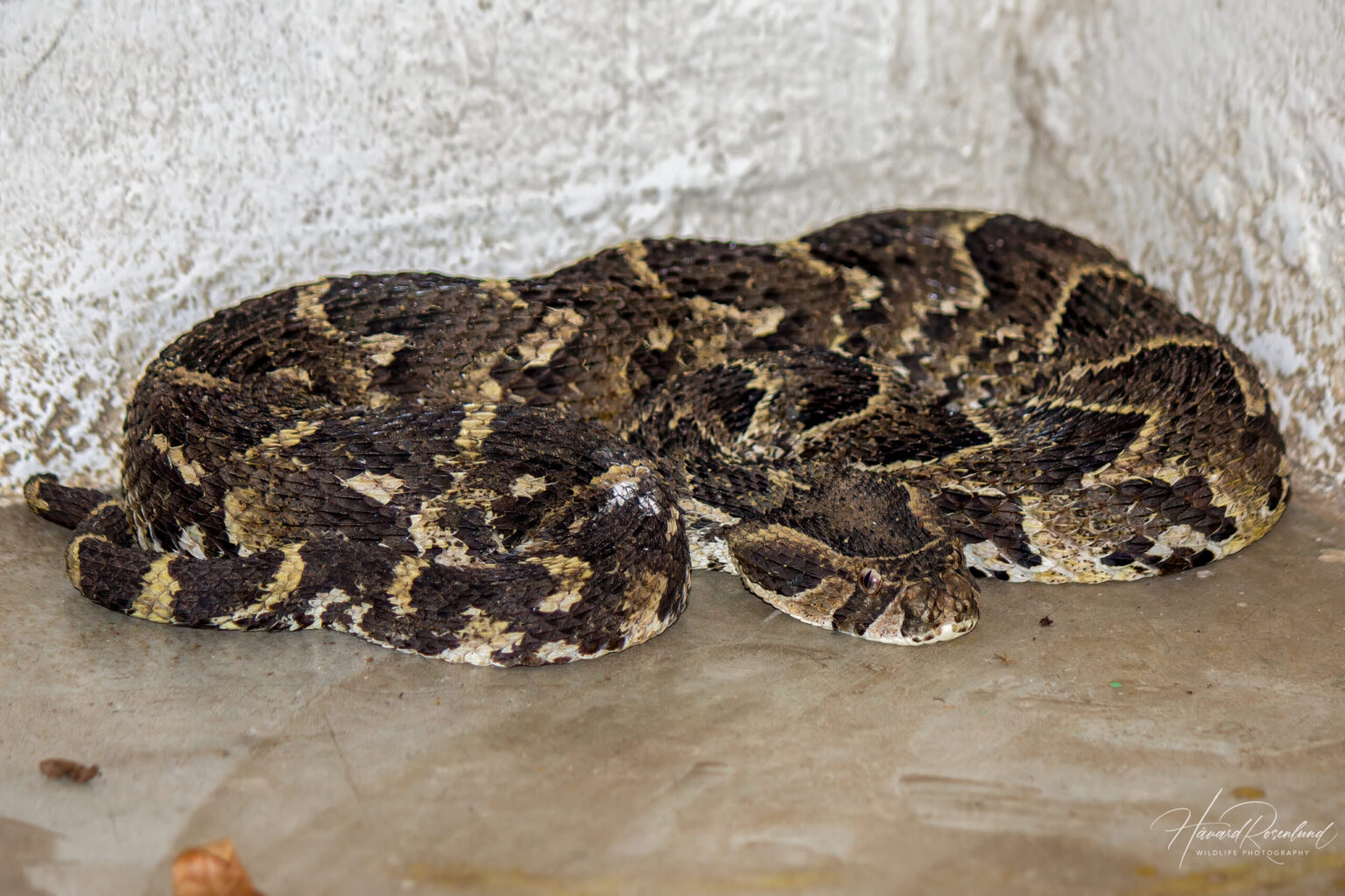 Hvesehoggorm (Bitis arietans) @ Tembe Elephant Park, Sør-Afrika. Foto: Håvard Rosenlund