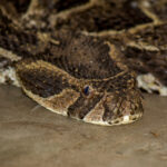 Hvesehoggorm (Bitis arietans) @ Tembe Elephant Park, Sør-Afrika. Foto: Håvard Rosenlund