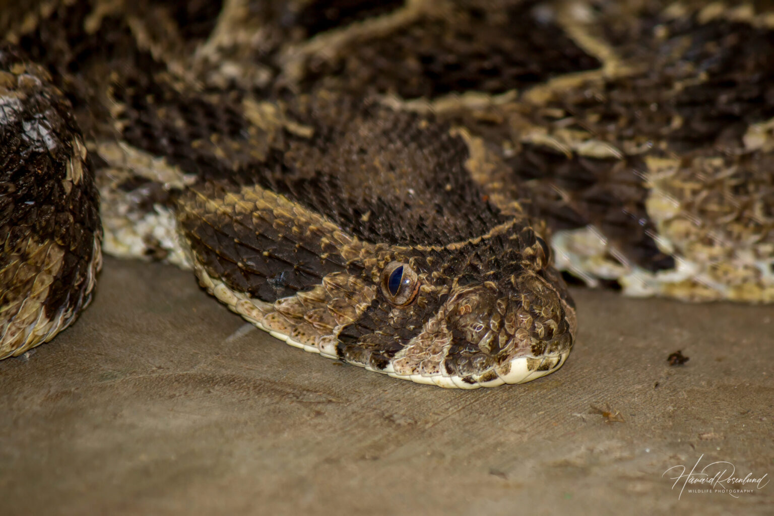 Hvesehoggorm (Bitis arietans) @ Tembe Elephant Park, Sør-Afrika. Foto: Håvard Rosenlund
