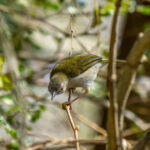 Green-backed Camaroptera (Camaroptera brachyura) @ Tembe Elephant Park, South Africa. Photo: Håvard Rosenlund