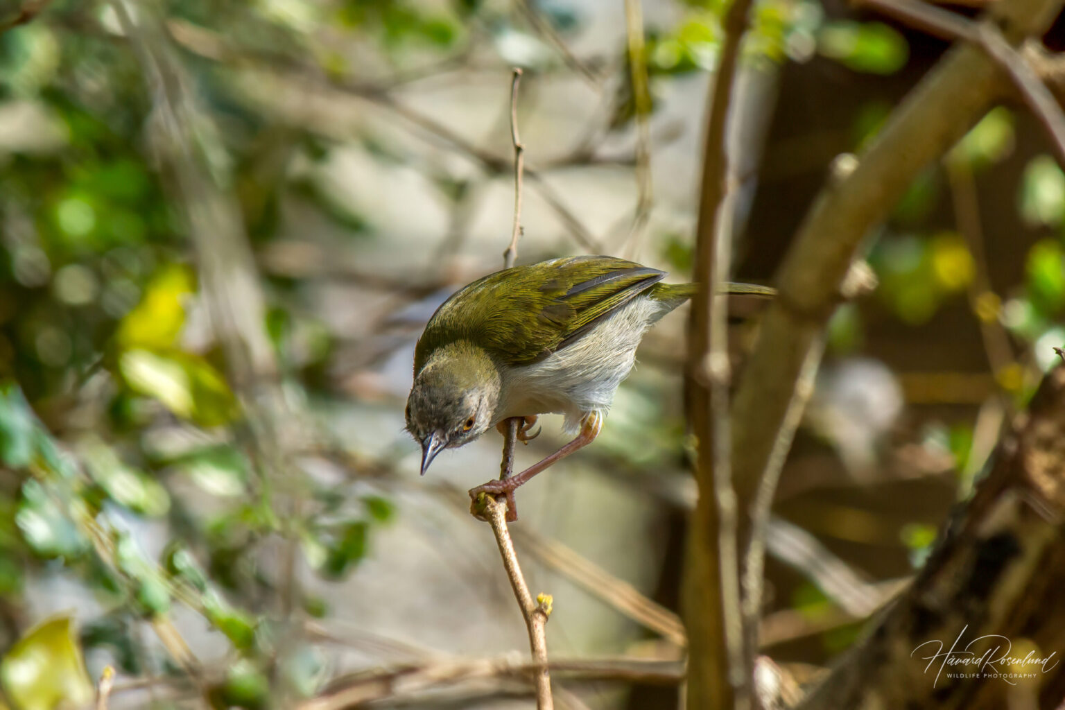 Green-backed Camaroptera (Camaroptera brachyura) @ Tembe Elephant Park, South Africa. Photo: Håvard Rosenlund