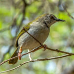 Green-backed Camaroptera (Camaroptera brachyura) @ Tembe Elephant Park, South Africa. Photo: Håvard Rosenlund
