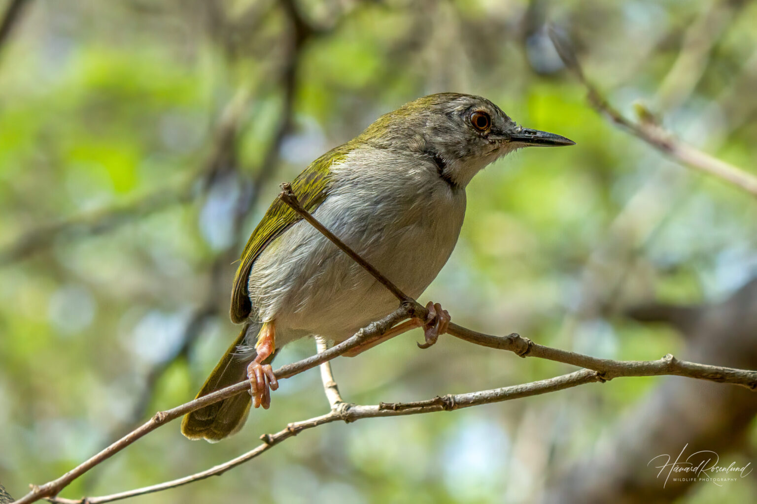 Green-backed Camaroptera (Camaroptera brachyura) @ Tembe Elephant Park, South Africa. Photo: Håvard Rosenlund