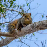 Rødbuskekorn (Paraxerus palliatus) @ Tembe Elephant Park, Sør-Afrika. Foto: Håvard Rosenlund