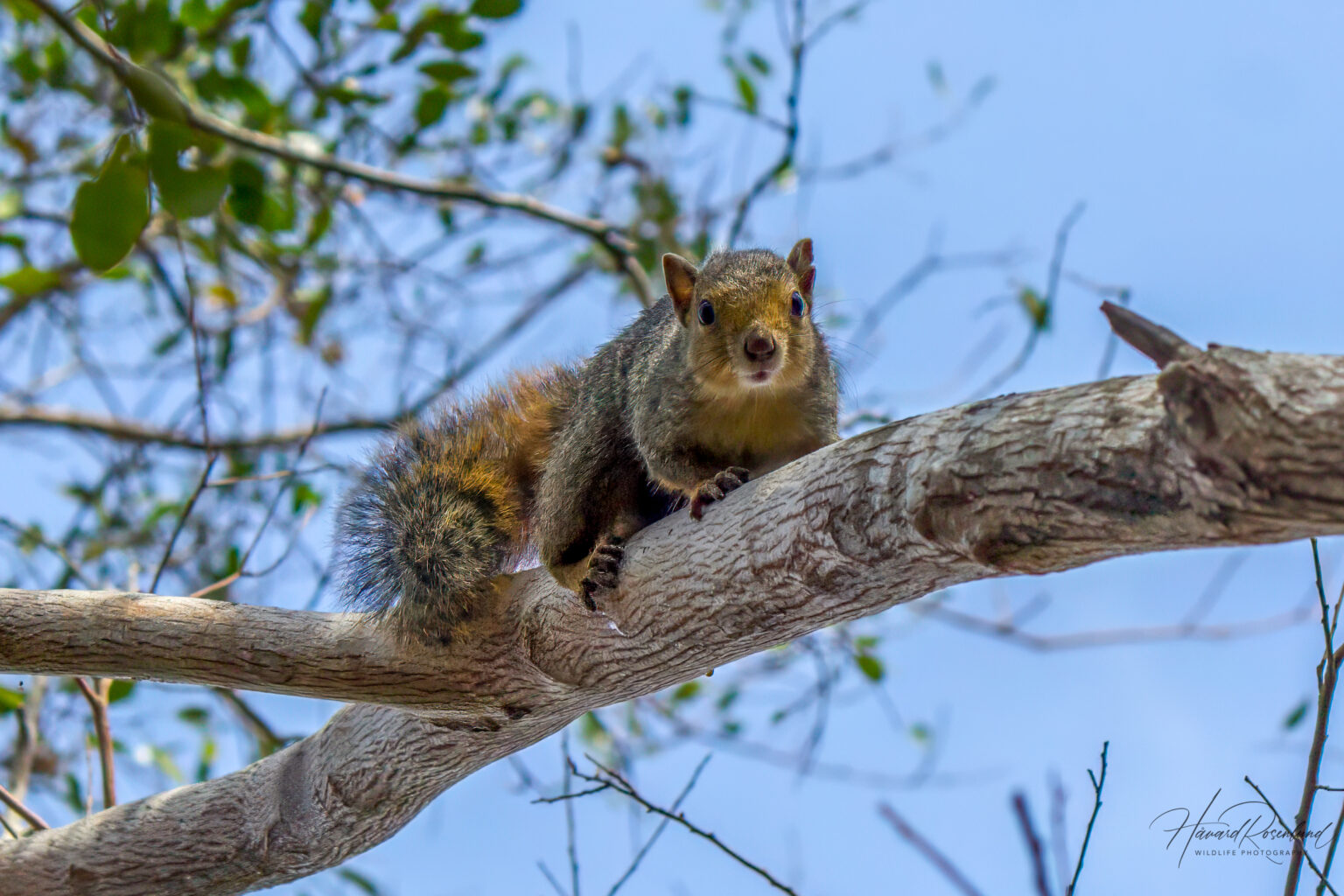 Rødbuskekorn (Paraxerus palliatus) @ Tembe Elephant Park, Sør-Afrika. Foto: Håvard Rosenlund