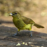 Yellow-bellied Greenbul (Chlorocichla flaviventris) @ Tembe Elephant Park, South Africa. Photo: Håvard Rosenlund