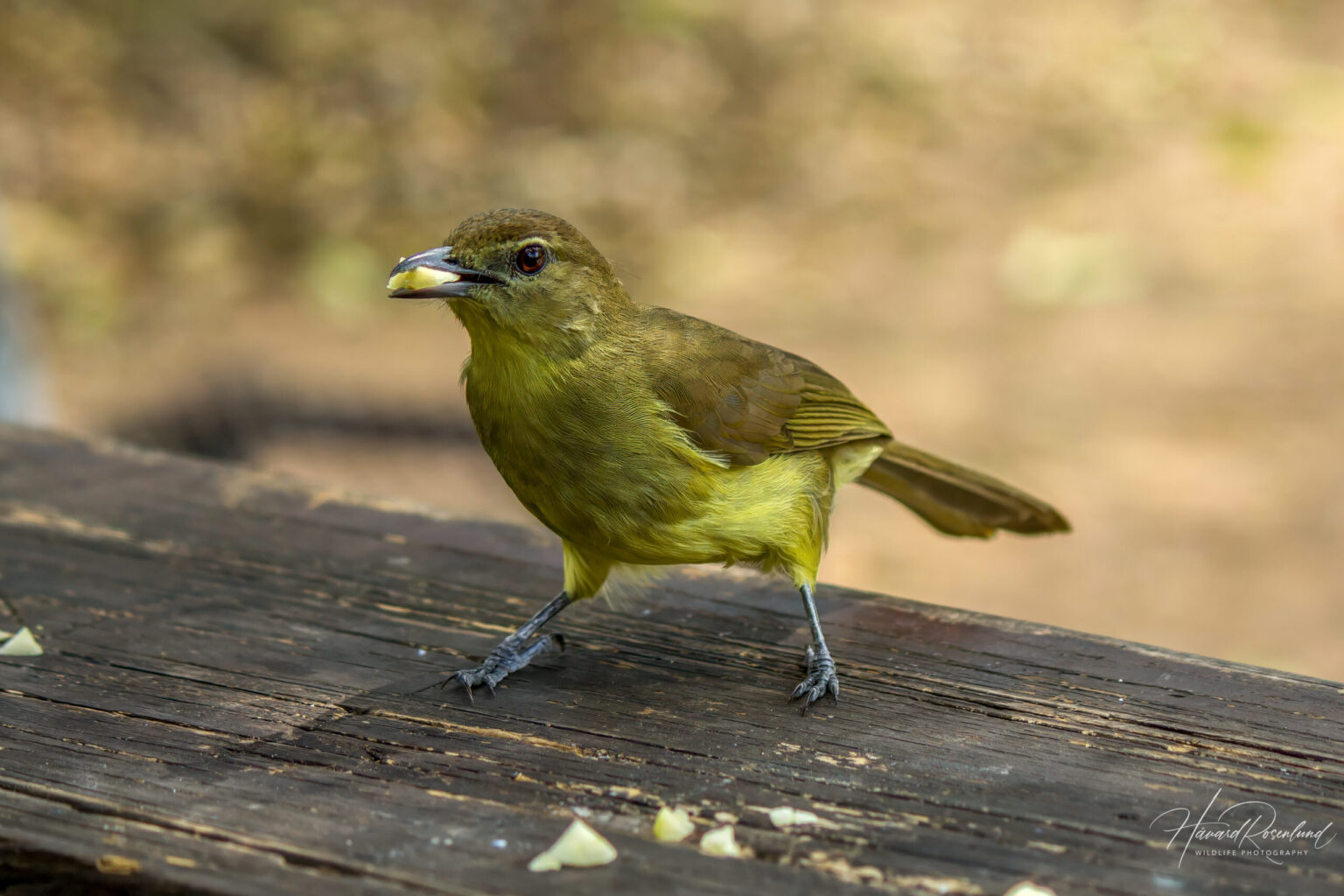 Yellow-bellied Greenbul (Chlorocichla flaviventris) @ Tembe Elephant Park, South Africa. Photo: Håvard Rosenlund