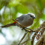 Black-tailed Waxbill (Glaucestrilda perreini) @ Tembe Elephant Park, South Africa. Photo: Håvard Rosenlund