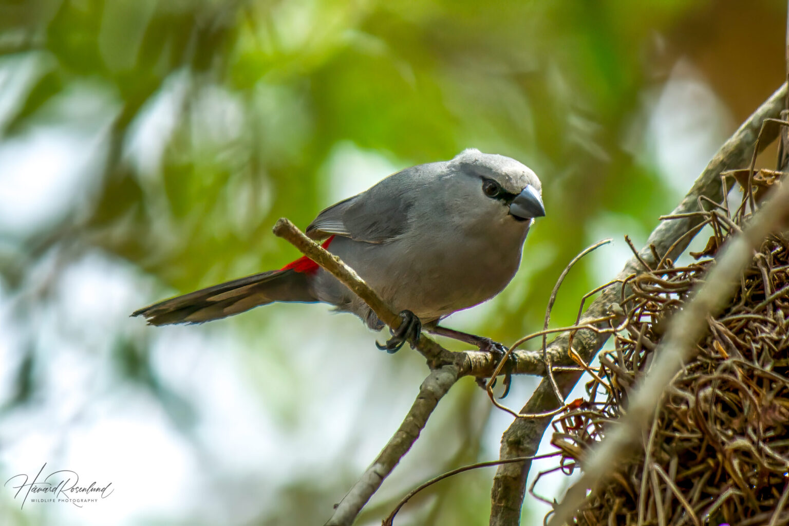 Black-tailed Waxbill (Glaucestrilda perreini) @ Tembe Elephant Park, South Africa. Photo: Håvard Rosenlund
