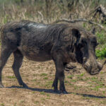 Common Warthog (Phacochoerus africanus) @ Hluhluwe-iMfolozi Park, South Africa. Photo: Håvard Rosenlund