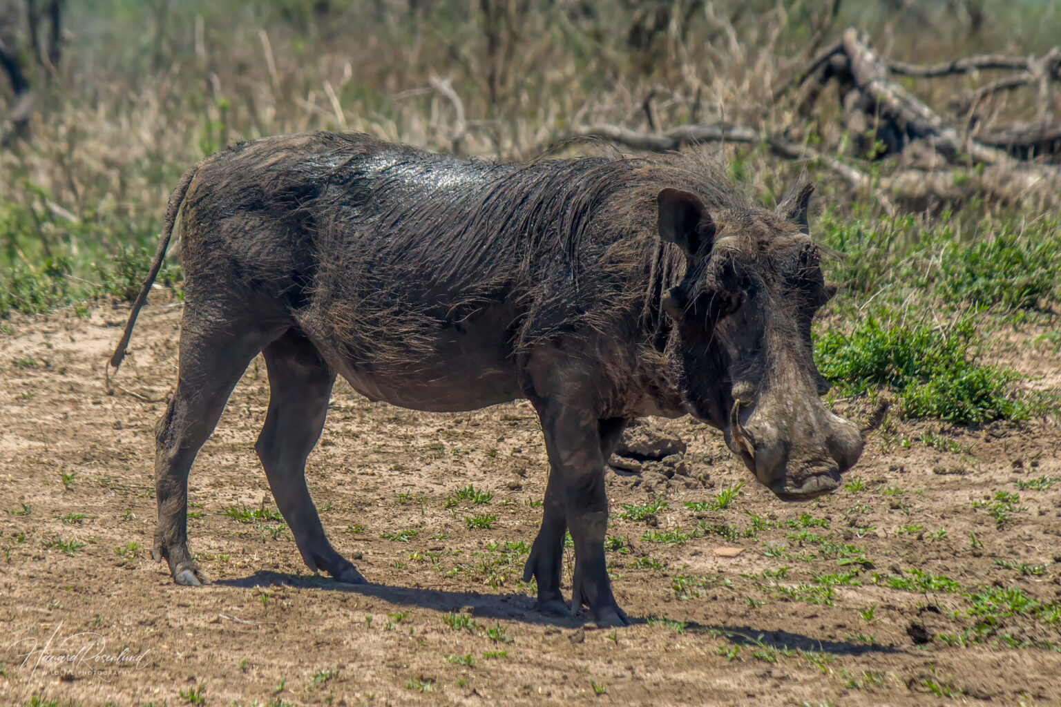 Common Warthog (Phacochoerus africanus) @ Hluhluwe-iMfolozi Park, South Africa. Photo: Håvard Rosenlund