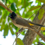 Common Bulbul (Pycnonotus barbatus) @ Tembe Elephant Park, South Africa. Photo: Håvard Rosenlund