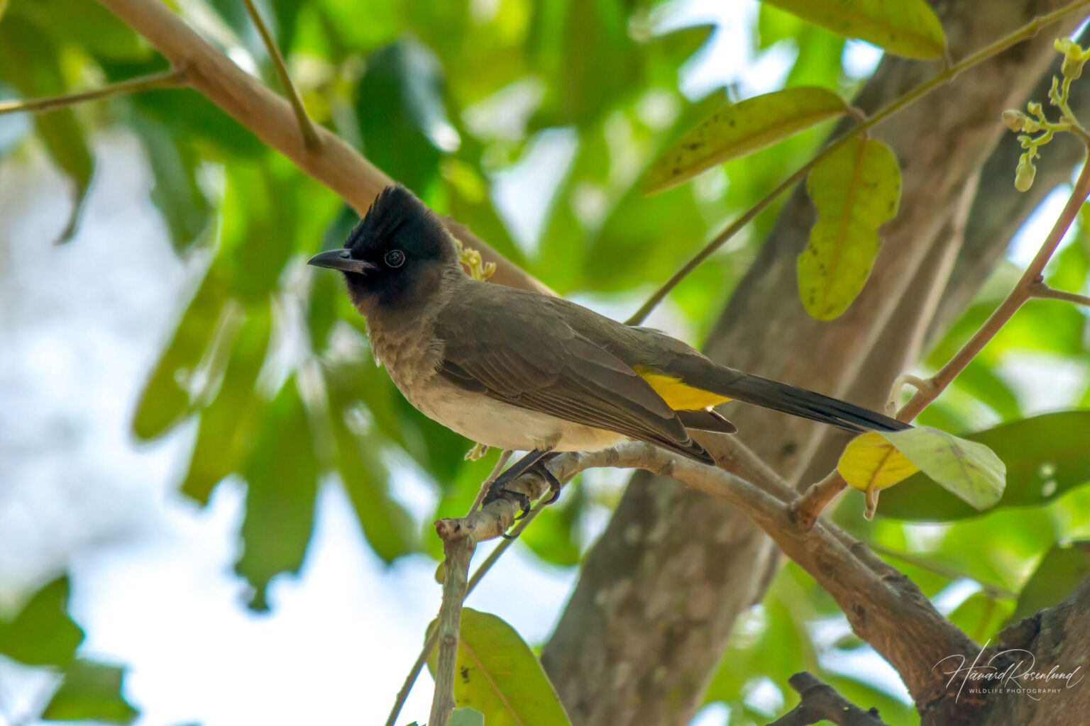 Common Bulbul (Pycnonotus barbatus) @ Tembe Elephant Park, South Africa. Photo: Håvard Rosenlund
