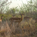Impala (Aepyceros melampus) @ Tembe Elephant Park, Sør-Afrika. Foto: Håvard Rosenlund