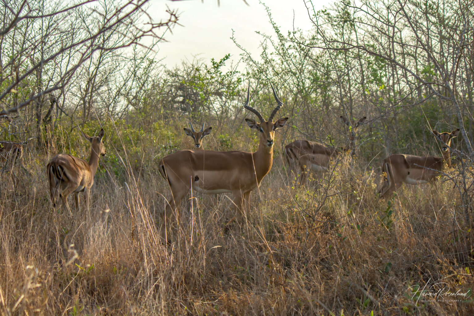 Impala (Aepyceros melampus) @ Tembe Elephant Park, Sør-Afrika. Foto: Håvard Rosenlund