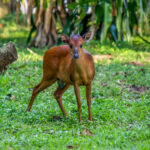 Natal Red Duiker (Cephalophorus natalensis) @ St Lucia Estuary, South Africa. Photo: Håvard Rosenlund