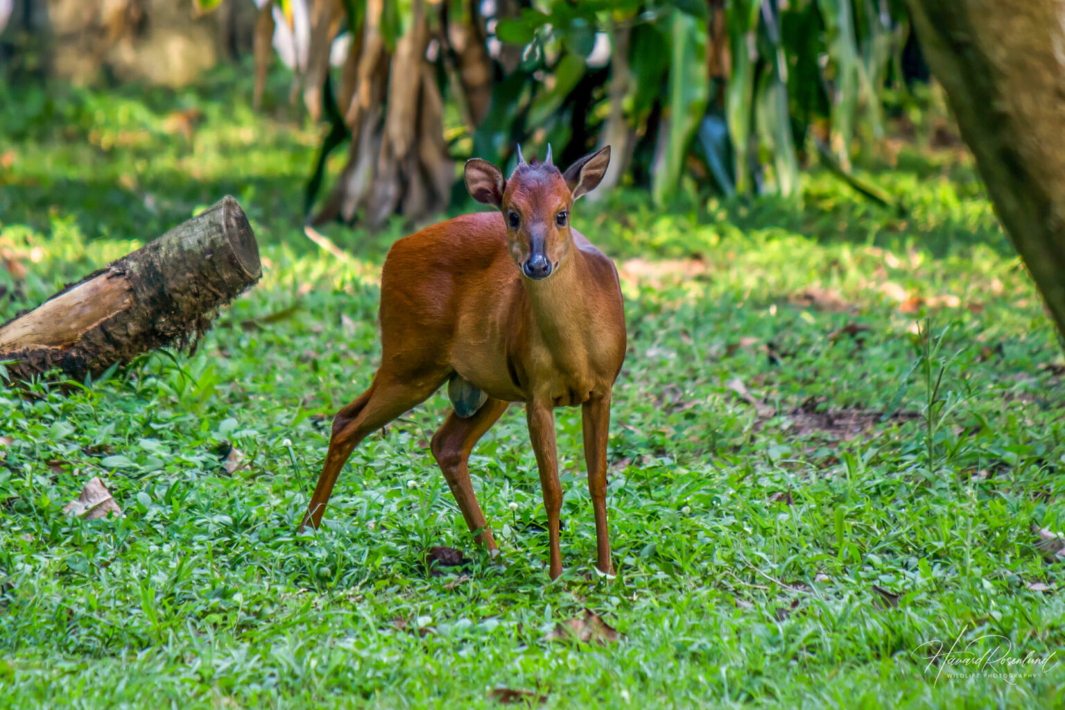 Natal Red Duiker (Cephalophorus natalensis) @ St Lucia Estuary, South Africa. Photo: Håvard Rosenlund