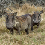 Common Warthog (Phacochoerus africanus) @ Tembe Elephant Park, South Africa. Photo: Håvard Rosenlund