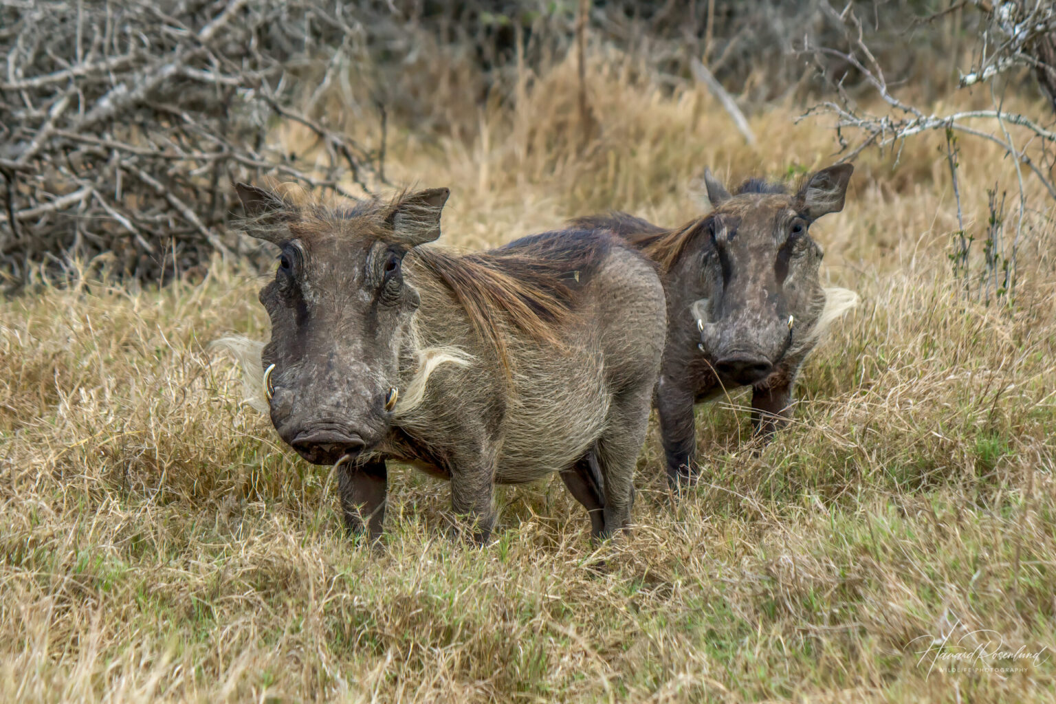 Common Warthog (Phacochoerus africanus) @ Tembe Elephant Park, South Africa. Photo: Håvard Rosenlund