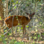 Natal Red Duiker (Cephalophorus natalensis) @ Tembe Elephant Park, South Africa. Photo: Håvard Rosenlund