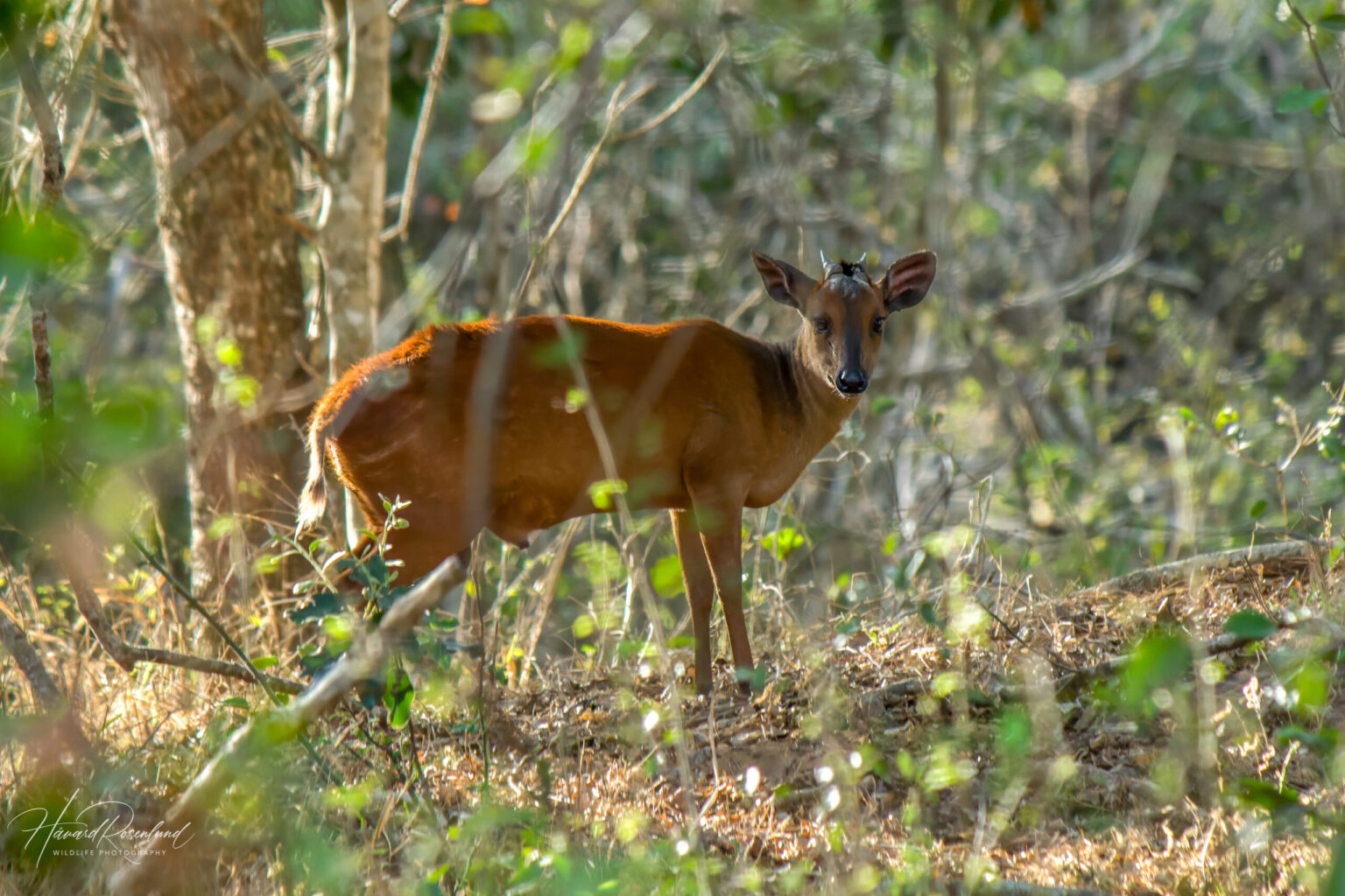 Natal Red Duiker (Cephalophorus natalensis) @ Tembe Elephant Park, South Africa. Photo: Håvard Rosenlund